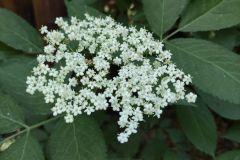 IMG_20210622_092744