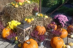 IMG_20231003_131058_449