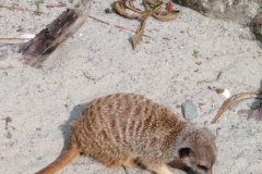 fef4f71c-911c-4f31-be30-22f7145b3fcb